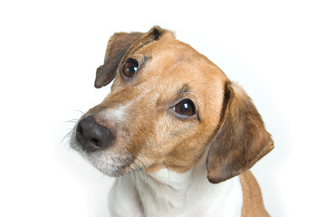 Jack Russell tilting head