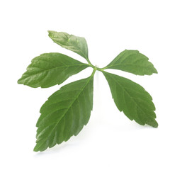 Ginseng Leaf