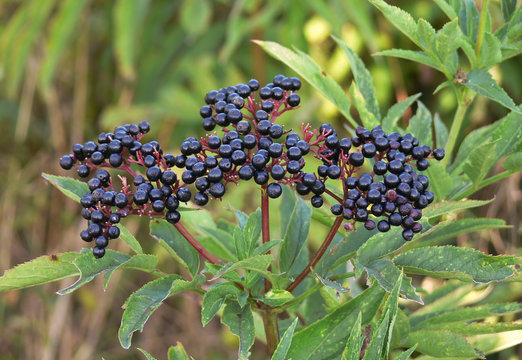 Bacche di Ebbio (Sambucus ebulus)