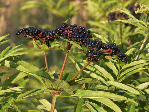 bacche di Ebbio (Sambucus ebulus)