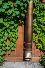 The drainpipe and and bindweed