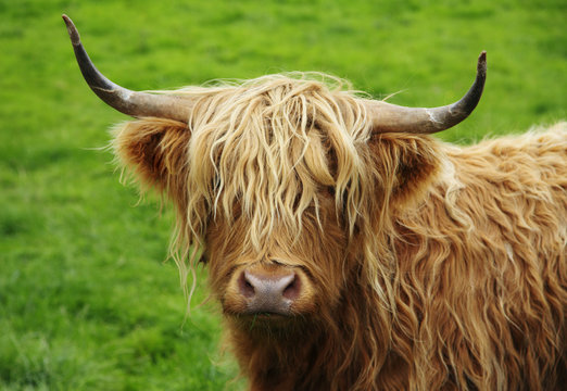 Schottland / Rind
