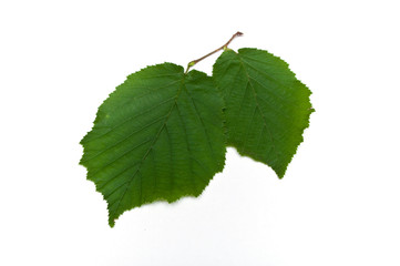 Isolated leaf of bright   on white background