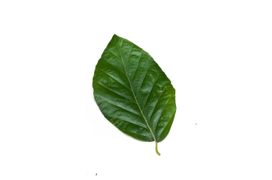 Isolated leaf of  beech on white background