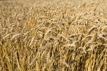 Ripening wheat ears from close