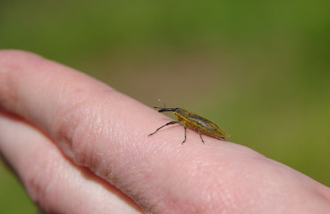 Beetle on finger