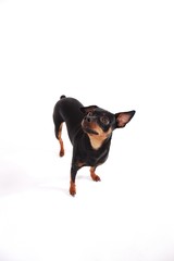 Rehpinscher