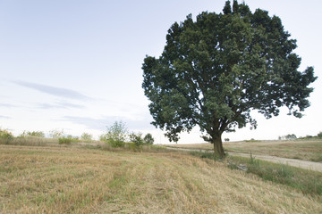 Fototapeta na wymiar drzewo przy polnej drodze
