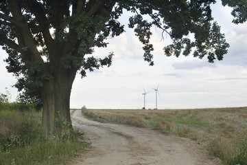 drzewo przy polnej drodze