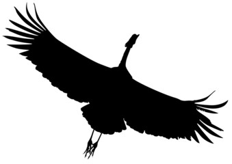 Silhouette black flying crane bird.