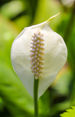 Closeup white spadix