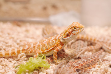 Bearded Dragon