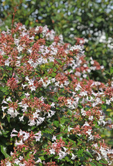 abelia grandifora