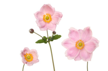Obraz premium Three anemone flowers