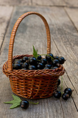 basket full of black currant