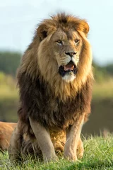 Cercles muraux Lion Lion