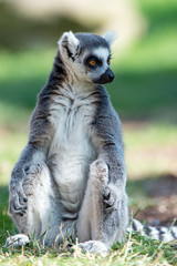 Ring Tailed Lemur