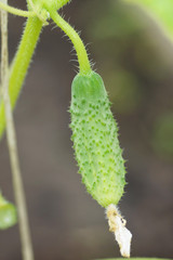 Obraz premium Small cucumber on a branch.