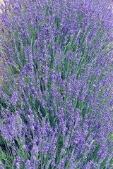 Fototapeta na wymiar Lavender in Provence, France