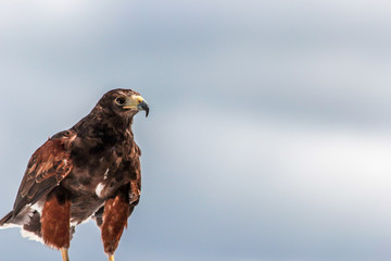 Hawk