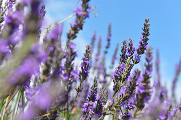 Lavender in Provence, France