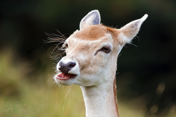Fallow Deer