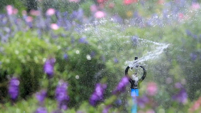 Close up water sprinkler spray ring, flower garden background.