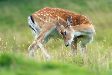 Fallow Deer