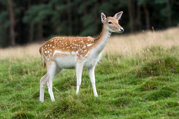 Fallow Deer