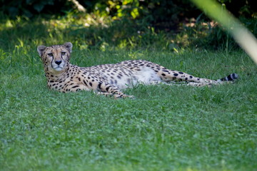 cheetah