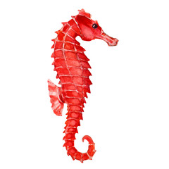 Seahorse © lnsdes