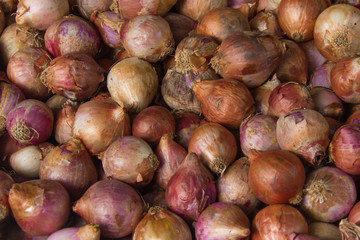 Shallot