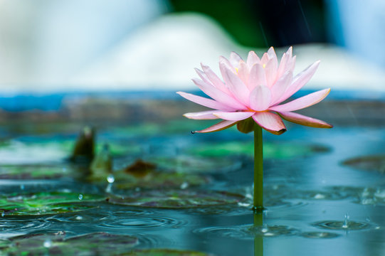 Fototapeta beautiful pink waterlily or lotus flower in a pond with rain dro