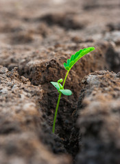 green sprout from dead soil