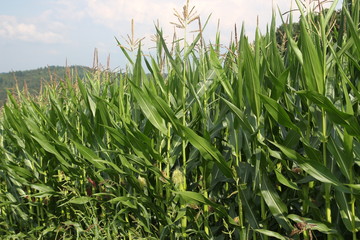 Obraz premium Feld mit Maispflanzen
