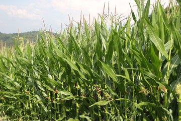 Feld mit Maispflanzen