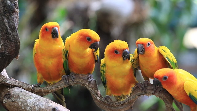 Cute Sun Conure parrot bird group on tree branch, HD Clip
