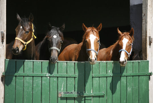 Fototapeta Nice thoroughbred foals in the stable.
