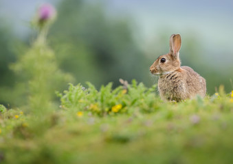 Rabbit in Yorkshire
