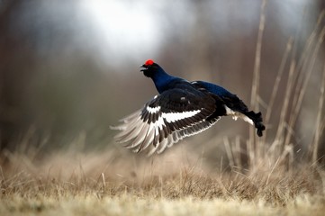 Jumping Black Grouse