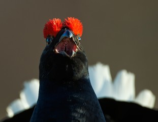 Lekking Black Grouse ( Lyrurus tetrix).