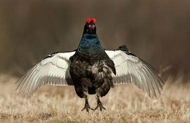 Jumping Black Grouse