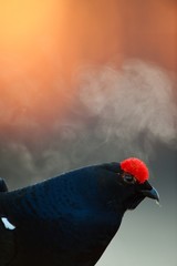 Lekking Black Grouse