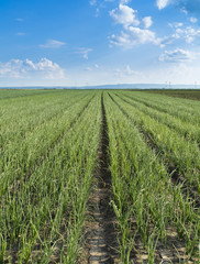 Onion field, maturing at spring. Agricultural landscape