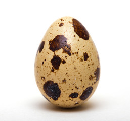 quail egg