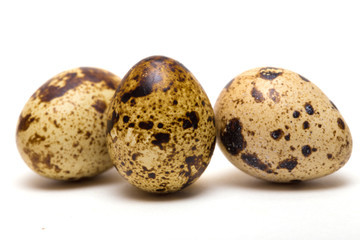 quail egg