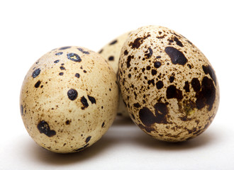 Obraz premium quail egg