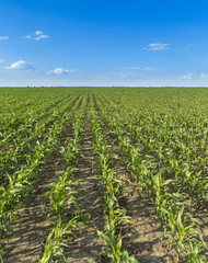 Growing corn field, green agricultural landscape
