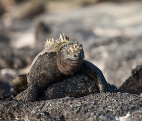 marine iguana