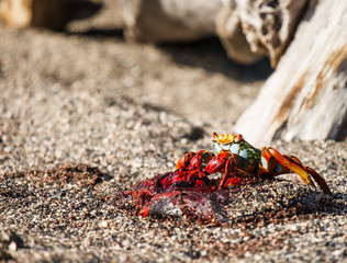 sally lightfoot crab eating umbilical cord